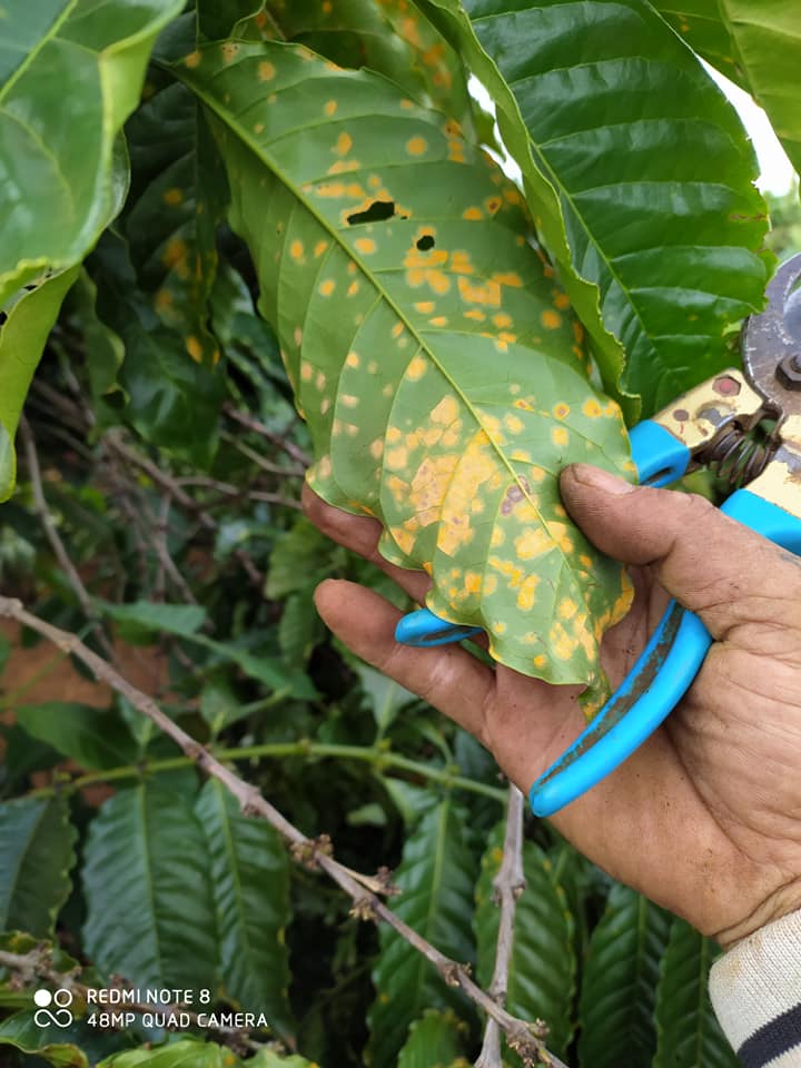 Hình ảnh lá cà phê mới bị rỉ sắt