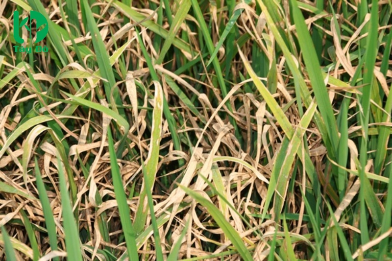 bệnh cháy bìa lá lúa
