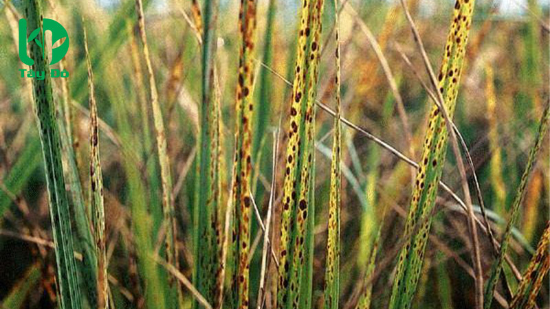 bệnh đốm nâu trên lúa