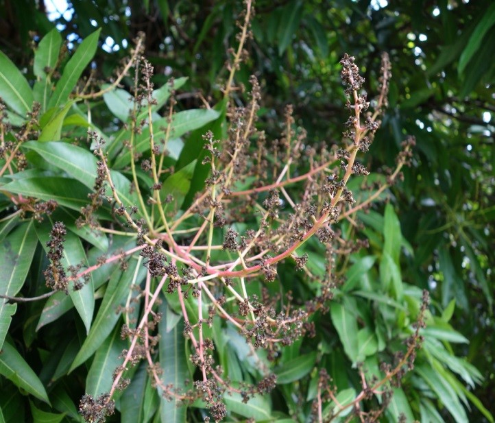 bệnh thán thư trên xoài