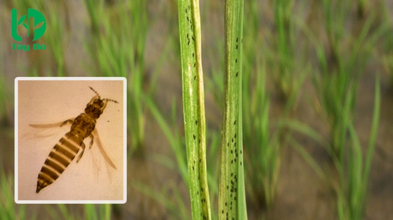 Bọ trĩ hại lúa