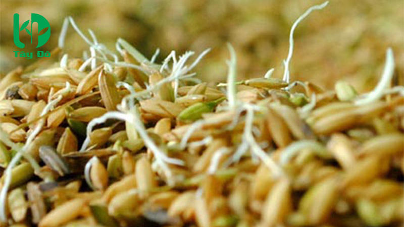 ngâm lúa giống bao lâu?